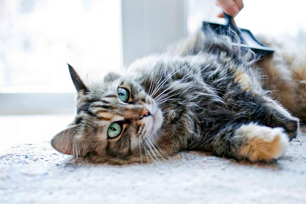 Chat allonger sur le tapis