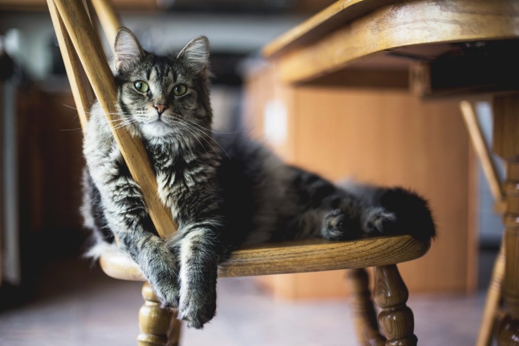 Chat gris allonger sur une chaise en bois