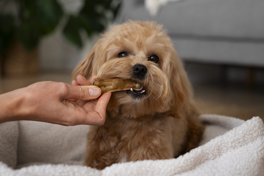 Gros plan sur un chien qui mange une friandise