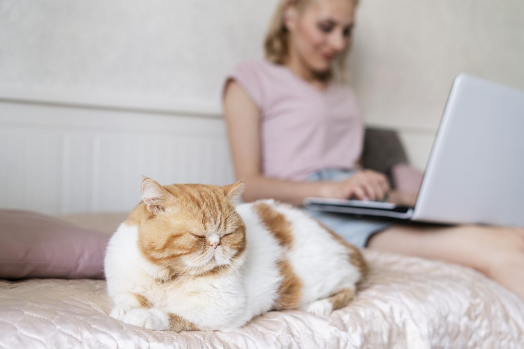 Gros plan chat allongé sur le lit, femme sur ordinateur dans l'arrière plan