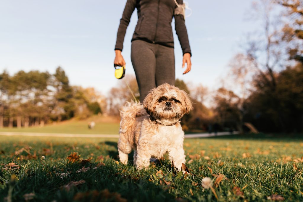 Chien qui se balade en laisse avec son propriétaire